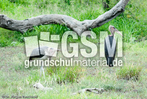 Marabu (15 von 33).jpg